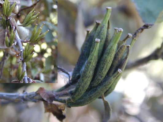 A close-up and far away view of Weigela fruit. A close-up and far away view of Weigela fruit.