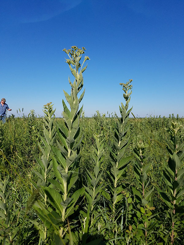 Western Ironweed growing in a native rangeland