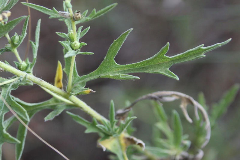 Leaves directly attached to stem; narrow with many pointed lobed