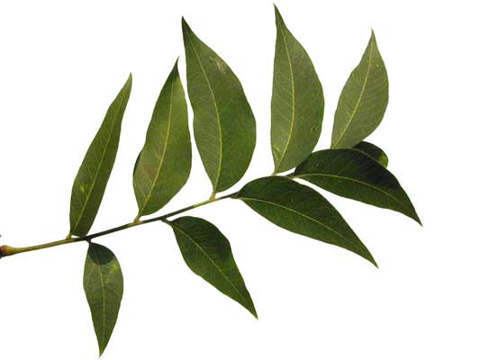 A stem with many green, oblong Western Soapberry leaves attached. A stem with many green, oblong Western Soapberry leaves attached.