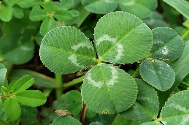 White Clover Oklahoma State University