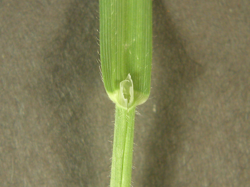 A close-up view of a Wild Oat stem where the leaf is attached. A close-up view of a Wild Oat stem where the leaf is attached.