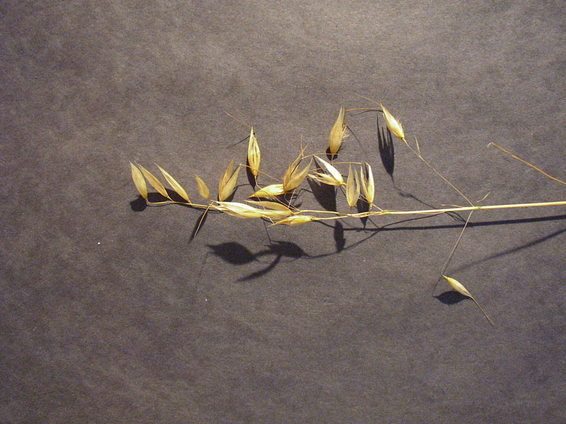 A close-up view of the seeds on a Wild Oat plant. A close-up view of the seeds on a Wild Oat plant.