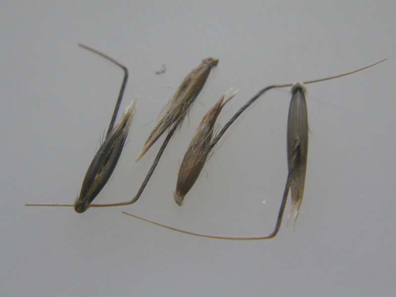 A close-up view of four individual seeds of a Wild Oat plant. A close-up view of four individual seeds of a Wild Oat plant.