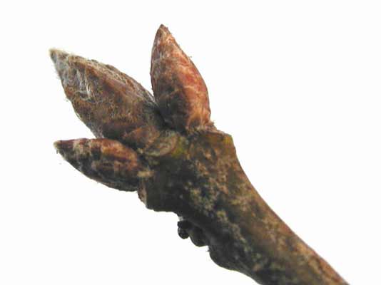 Three brown Willow Oak buds attached to the end of a branch. Three brown Willow Oak buds attached to the end of a branch.
