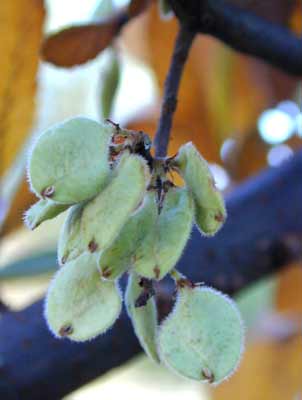 The green, fuzzy, round seed pods of a Winged Elm. The green, fuzzy, round seed pods of a Winged Elm.