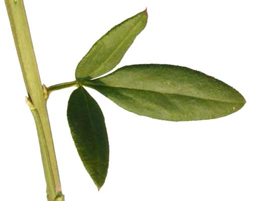 A green Winter Jasmine stem and leaf with three smooth, oblong leaflets. A green Winter Jasmine stem and leaf with three smooth, oblong leaflets.