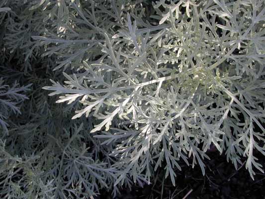 A close-up image of the silver colored Wormwood plant leaves. A close-up image of the silver colored Wormwood plant leaves.