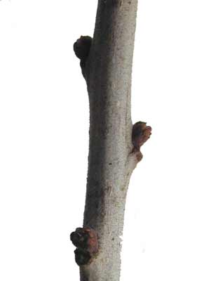 A Yaupon Holly branch with three small buds on it. A Yaupon Holly branch with three small buds on it.