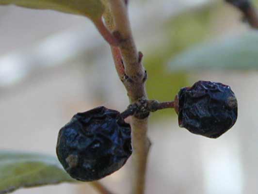 A close-up view of two small, wrinkly, blue Yaupon Holly fruit. A close-up view of two small, wrinkly, blue Yaupon Holly fruit.