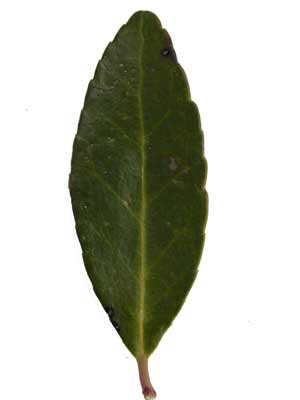 A single, oblong, green Yaupon Holly leaf with a visible vein down the middle. A single, oblong, green Yaupon Holly leaf with a visible vein down the middle.