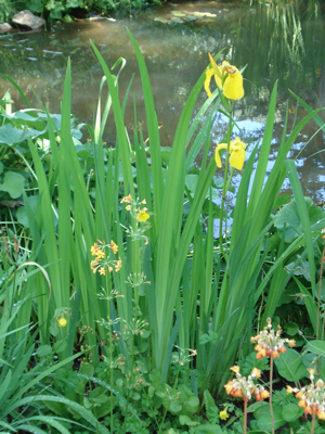 A Yellow Flag plant with yellow blooms growing along a pond. A Yellow Flag plant with yellow blooms growing along a pond.