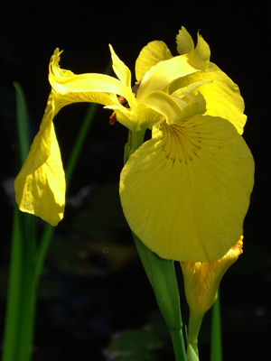 A Yellow Flag flower with drooping petals and the sun shining on it. A Yellow Flag flower with drooping petals and the sun shining on it.