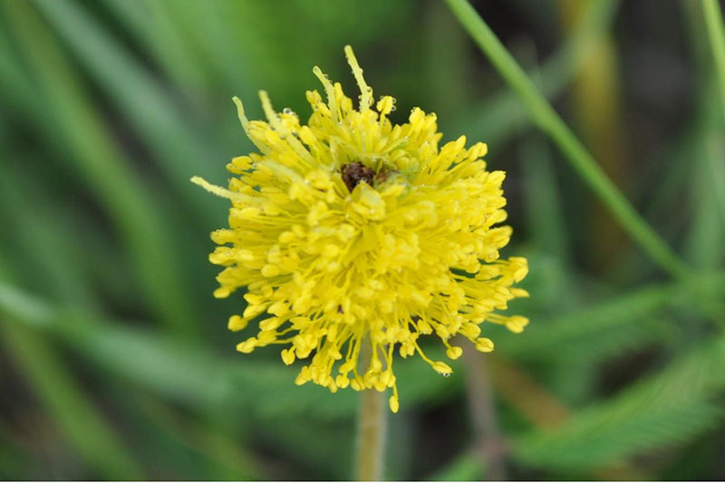 Yellow Neptune Oklahoma State University
