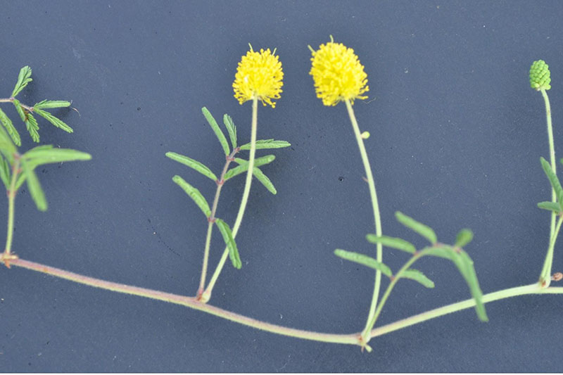 Grows trailing along