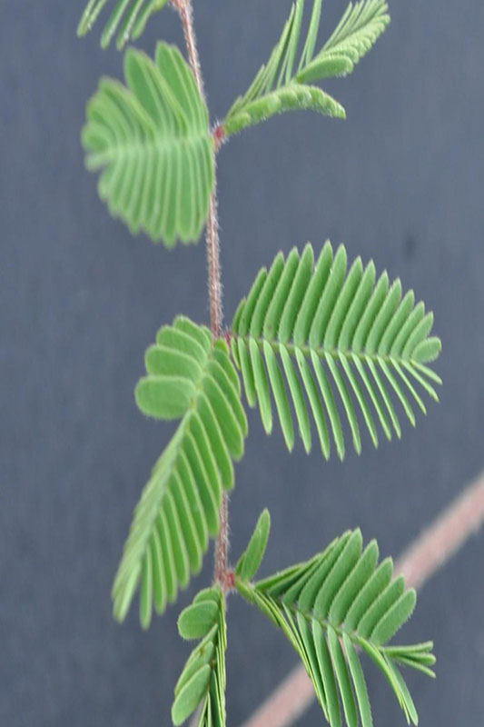 Hairy red stems without prickles