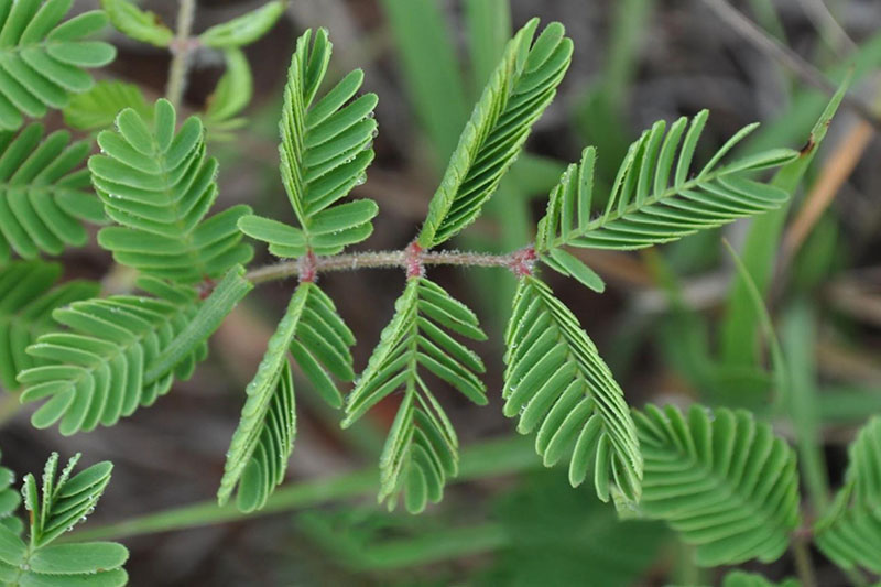 Compound leaves; Leaflets fold when touched