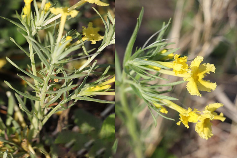 Leaves oblong and narrow; at base along stem, and clustered beneath flowers