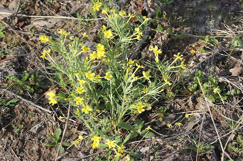 Stems erect and branching from base