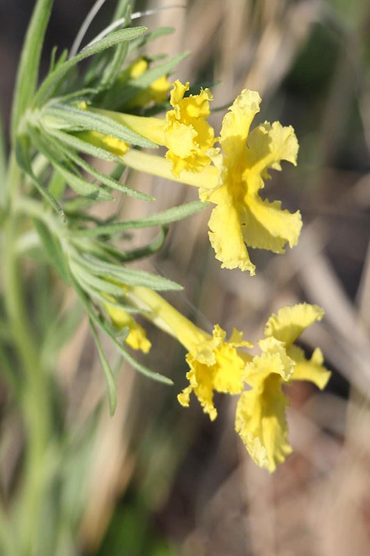 Yellow tubular flowers