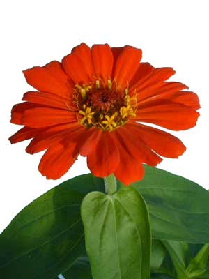 Orange Zinnia flower in bloom. Orange Zinnia flower in bloom.