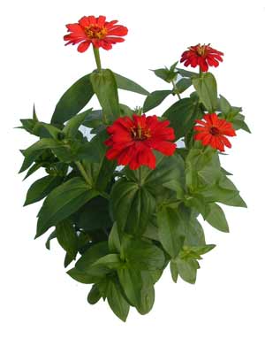 Four Zinnia flowers together in bloom. Four Zinnia flowers together in bloom.