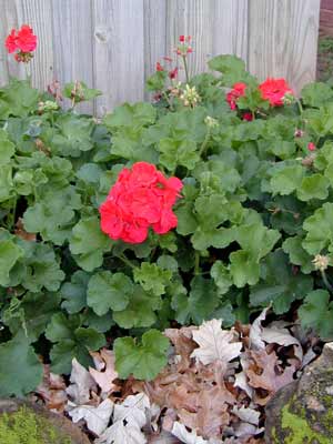 Red Zonal flowers and leaves planted in the ground. Red Zonal flowers and leaves planted in the ground.