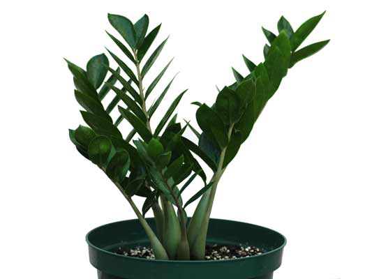 ZZ Plant growing in a plant pot. ZZ Plant growing in a plant pot.