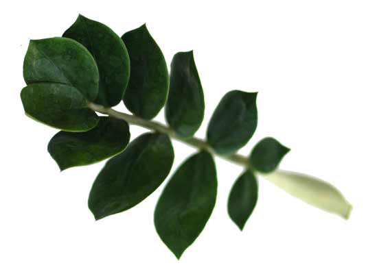 A close-up view of a ZZ Plant leaf. A close-up view of a ZZ Plant leaf.