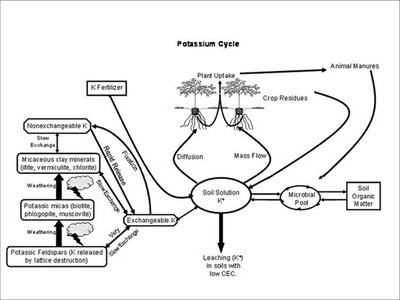 A diagram describing and showing the potassium cycle. A diagram describing and showing the potassium cycle.