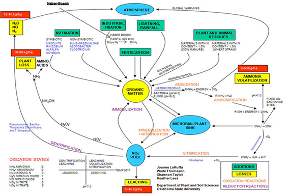 A diagram describing and showing the nitrogen cycle. A diagram describing and showing the nitrogen cycle.