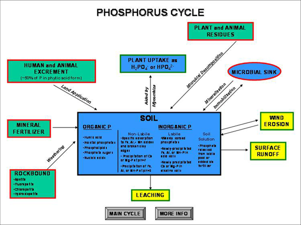 A diagram describing and showing the phosphorous cycle. A diagram describing and showing the phosphorous cycle.