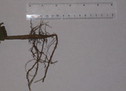 A close-up look at a soybean plant root next to a ruler. A close-up look at a soybean plant root next to a ruler.