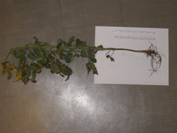 A soybean plant laying on the floor next to a ruler. A soybean plant laying on the floor next to a ruler.