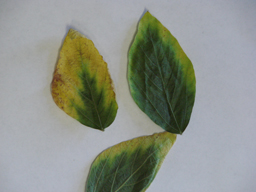 /programs/precision-ag-and-soil-fertility/site-files/elements/images/soybean-k-deficiency-2.jpg Soybean leaves that are yellow around the edges.