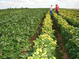 A soybean field where entire rows have yellow leaves. A soybean field where entire rows have yellow leaves.