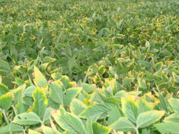 A section of a soybean field where most of the leaves on the plants have turned yellow around the edges. A section of a soybean field where most of the leaves on the plants have turned yellow around the edges.