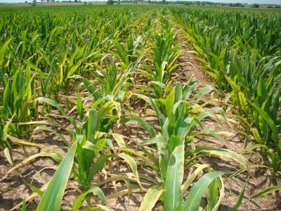 A corn field where the edged of the leaves have turned yellow. A corn field where the edged of the leaves have turned yellow.