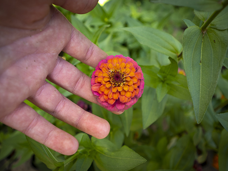 Person holding a orange and pink flower