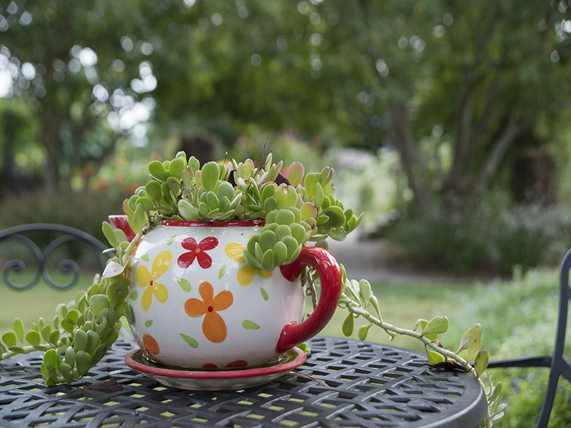 succulent in a teapot