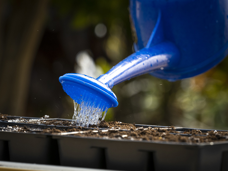 Soil being watered by a person holding a blue watering pail
