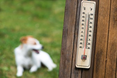 A thermometer with a dog in the background.