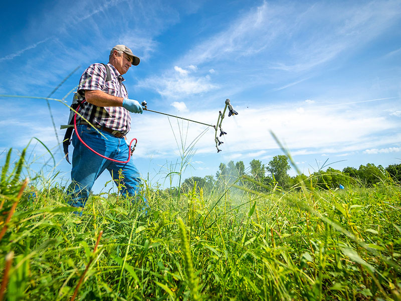 One man with a sprayer walking through the field.
