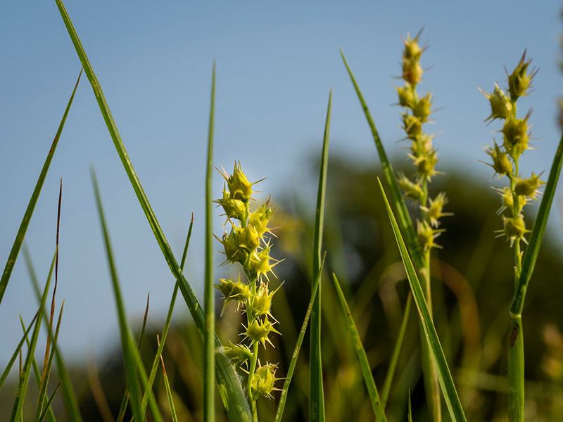 Round spiky weeds in a field.