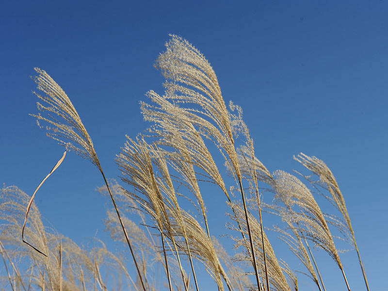 Closeup shot of wheat in a field.