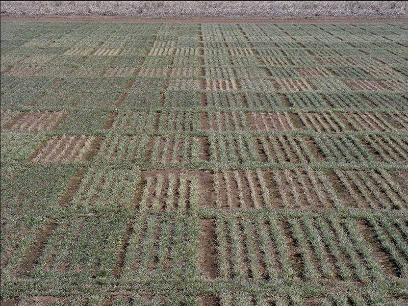 Plots not using GrazenGrain.