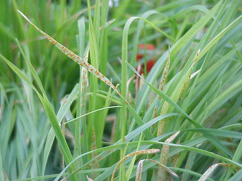 Wheat with leaf rust.