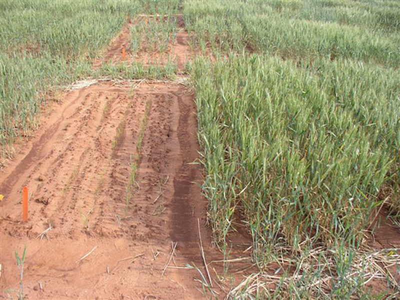 Wheat in drought, 2006.
