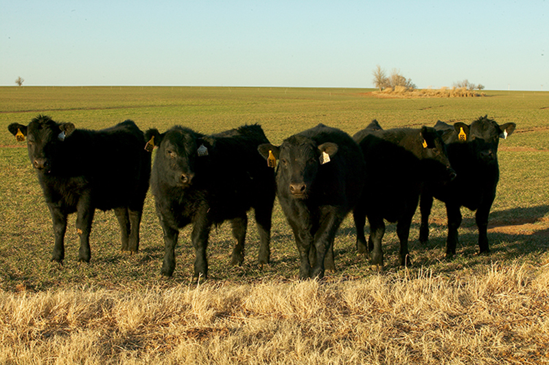 Cattle on wheat.