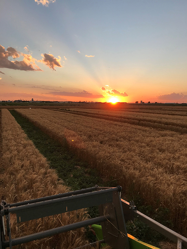 2018 harvest sunset at Lahoma.